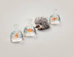 volkswagen hedgehog on behance hedgehog advertising photography volkswagen