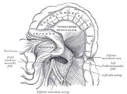 When it occurs on the left side of the body, it causes lower abdominal pain. The Abdomen Human Anatomy