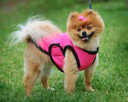 Best Dog Groomer Pet A Coat Junction 4 261 Goodwood Road Kings Park Pomeranian Puppies For Free Dog Groomers Pomeranian Puppy