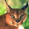 Organik kedi kumu, doğal kedi kumu bigcat. 1