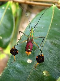 Image result for Psychotria bugoyensis