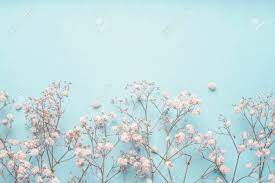 Just one of millions of high quality products available. Light Blue Floral Background Border With White Gypsophila Flowers Stock Photo Picture And Royalty Free Image Image 109234393