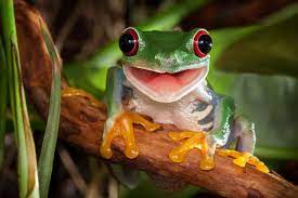 See full list on thepetenthusiast.com What Do Frogs Eat Food List Feeding Guide Everything Reptiles