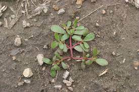 Members of the portulaca genus are relatively easy to grow hardy or half hardy annuals that reach from 6 to 18 inches (15 to 45 cm) in height. Common Purslane Portulaca Oleracea Plant Pest Diagnostics