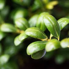Check spelling or type a new query. Ilex Crenata Japanese Holly Hedges Direct Uk