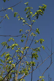 Image result for Monodora stenopetala