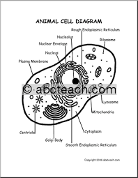 I did this for my cell model project. How To Draw Animal Cell