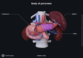 Image result for pancreas)