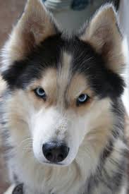 Pin Van Btslove7jikook Op Kopek Cinsleri Leuke Honden Husky Hond Honden