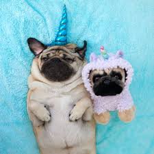 Get The Most Magical Itsdougthepug Plush Yet Introducing The New Doug Llamacorn Plush With Sound Grab Yours Now In Stor Cute Dogs Doug The Pug Cute Animals