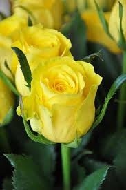 Dsc 0406 Amazing Flowers Yellow Roses Beautiful Flowers
