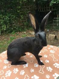 Black Belgian Hare Animals Feline Four Legged