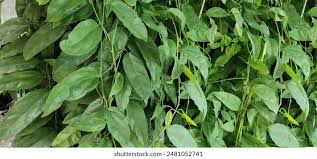 Image result for Menispermaceae