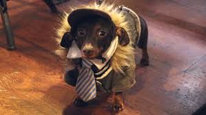 Dachshunds are very popular breed of dog in america, they are very intelligent puppies. 1 000 Sausage Dogs And Their Owners Turned Up For A Mass Walk Through London Organised On Instagram Business Insider