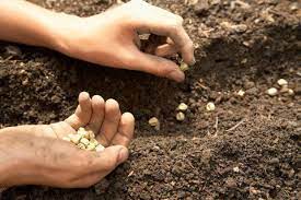 Pin On Seeds