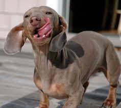 Dachshund puppies are most commonly found with smooth short coats, but they do also come in wire and long haired varieties. He Looks Like A Weimaraner Mix Dachshund Love Wiener Dog Mixed Breed Dogs