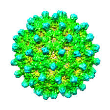 Only your bank can confirm the correct bank account information. Emdb Emd 3716 Structure Summary Protein Data Bank In Europe Pdbe Embl Ebi