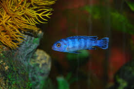 what other species can a cichlid live with pets