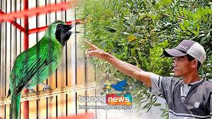 Tons of awesome keqing wallpapers to download for free. Salma Bc Jombang Rangsang Cucak Hijau Tampil Jegrik Dan Ngentrok Burungnews