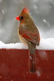 Birds Outside My Window Meaning Birds Beyond The Glass Cardinal Birds Colorful Birds Beautiful Birds