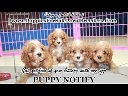 Maybe you would like to learn more about one of these? Cavapoo Puppies For Sale Georgia Local Breeders Near Atlanta Ga Youtube
