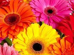 That means it will overwinter in the garden in the southern part of the country and act as an annual up north. How To Grow Gorgeous Gerbera Daisy Plants Garden Design