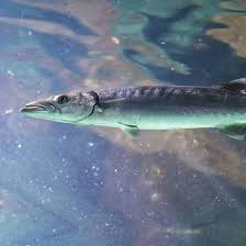 Situated on the coast of the lagoon, barracuda resort features an outdoor swimming pool with a garden terrace. Great Barracuda Species Encyclopedia Aquarium La Rochelle