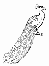 Drawing Tekenen Peacock Coloring Pages Coloring Pages Bird Coloring Pages