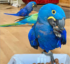 Most of the animals sold on craigslist came. Hyacinth Macaw Birds For Sale Macaw Parrots Ranch