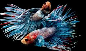 We did not find results for: 9 Ikan Cupang Termahal Di Dunia Yang Bisa Kamu Beli Pintarpet