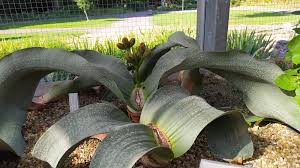 Image result for Ceropegia mirabilis