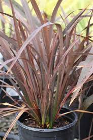 Image result for Phormium