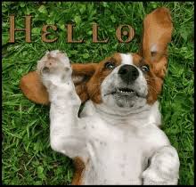 Basset Hound Gifs Tenor Find gifs with the latest and newest hashtags! basset hound gifs tenor