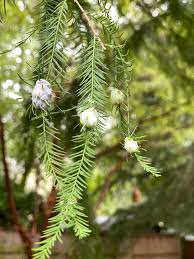 According to lsu horticulturists, you can carefully remove the. Deciduous Bald Cypress 722412 Ask Extension