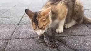 Owls snakes and cats eat birds but there is morecentipede eats mouse.even cats eat mousehawks, owls, coyotes, foxes, cats, weasels, etc. Tasty Cat Eating Snake Youtube