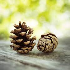 Maybe you would like to learn more about one of these? 6 Ways To Use Pine Cones In Your Garden A Cultivated Nest