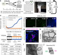 Maybe you would like to learn more about one of these? Visual Cc System Uncovers The Role Of Gsk3 As An Orchestrator Of Vascular Cell Type Ratio In Plants Communications Biology
