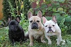 Si tienes un bulldog francés, entrenarlo puede ser una tarea compleja. Bulldog Frances Wikipedia La Enciclopedia Libre