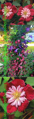 We did not find results for: Climbing Plants Direct