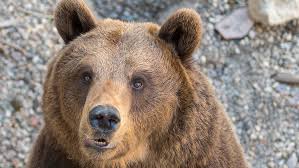 The Bear Case For Stocks Is So Obvious It Can T Be Right Marketwatch