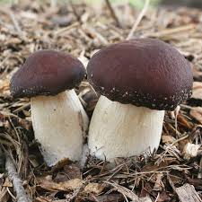 Image result for Rotala capensis