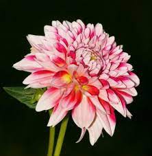 The Blossom Of One Pink Dahlia Flower Dahlia Flower Flowers Dahlia