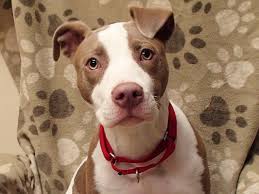 Our adoption center is open monday, tuesday, thursday. On Wihumane Stories On Wisconsin Humane Society Pets Humane Society