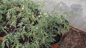 Image result for Parthenium hysterophorus