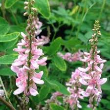 Image result for Indigofera subargentea