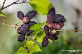 Image result for Uvaria acuminata