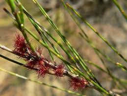 Image result for Casuarina littoralis