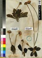 Image result for Gerbera piloselloides