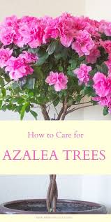 How To Care For Indoor Azalea Trees In 2020 Flower Garden Design Azaleas Flower Garden Care