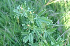 Image result for Stylosanthes